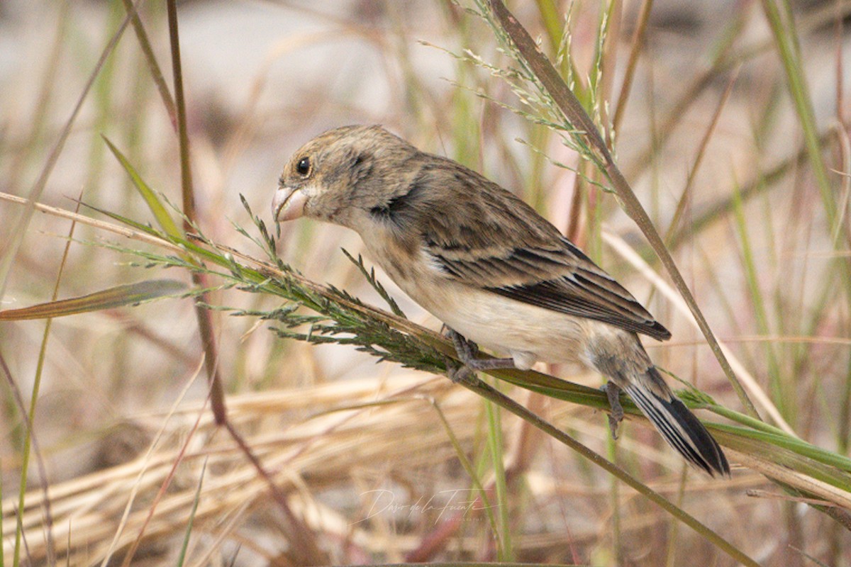 Chestnut-throated Seedeater - ML621117750