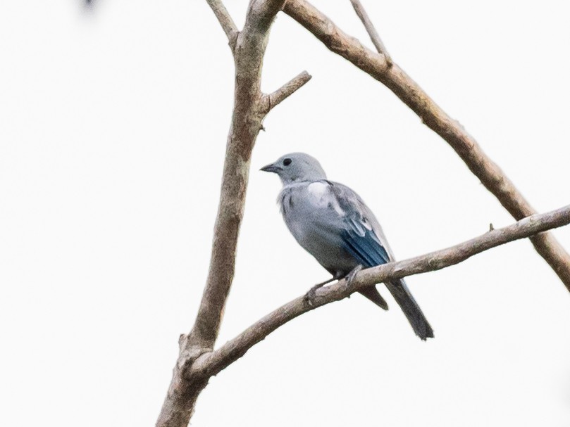 Blue-gray Tanager (White-edged) - ML621117764