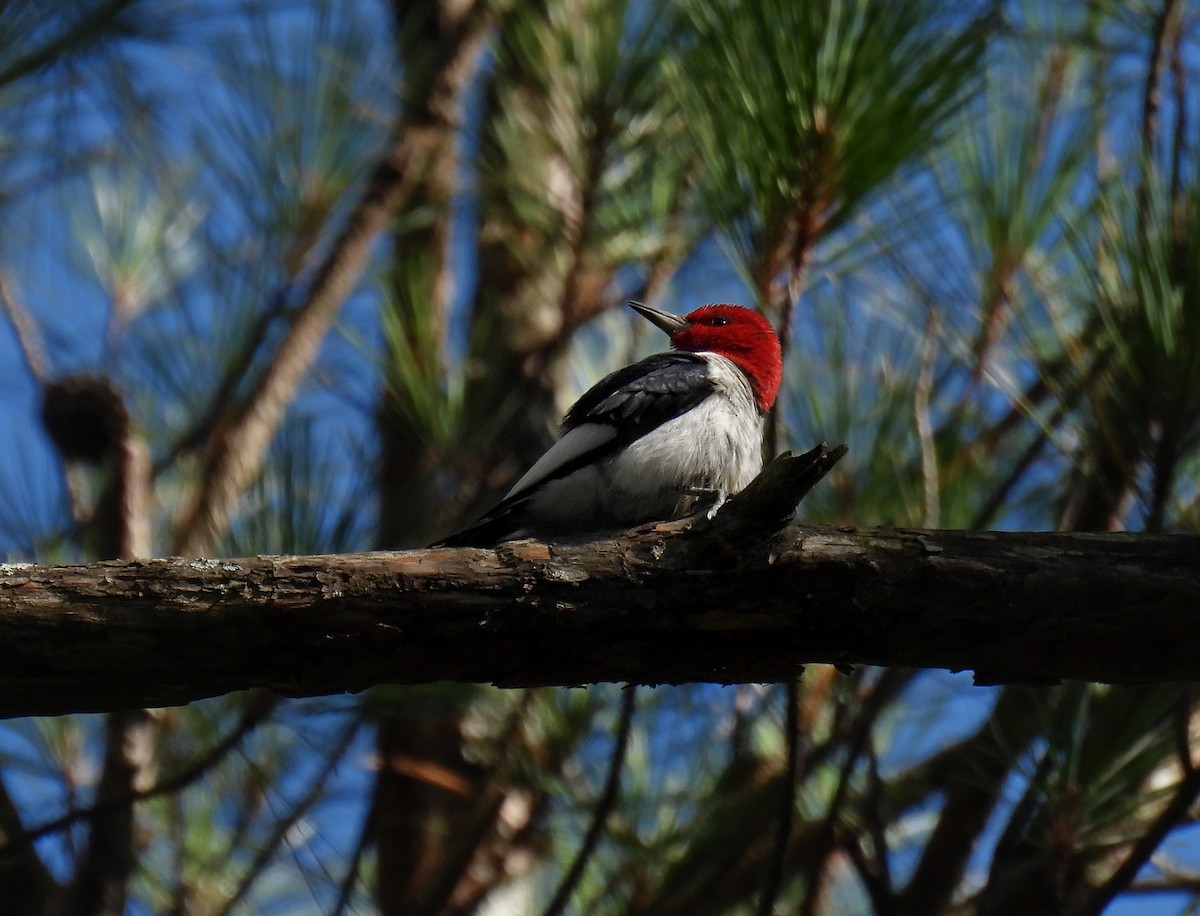 Red-headed Woodpecker - ML621117771