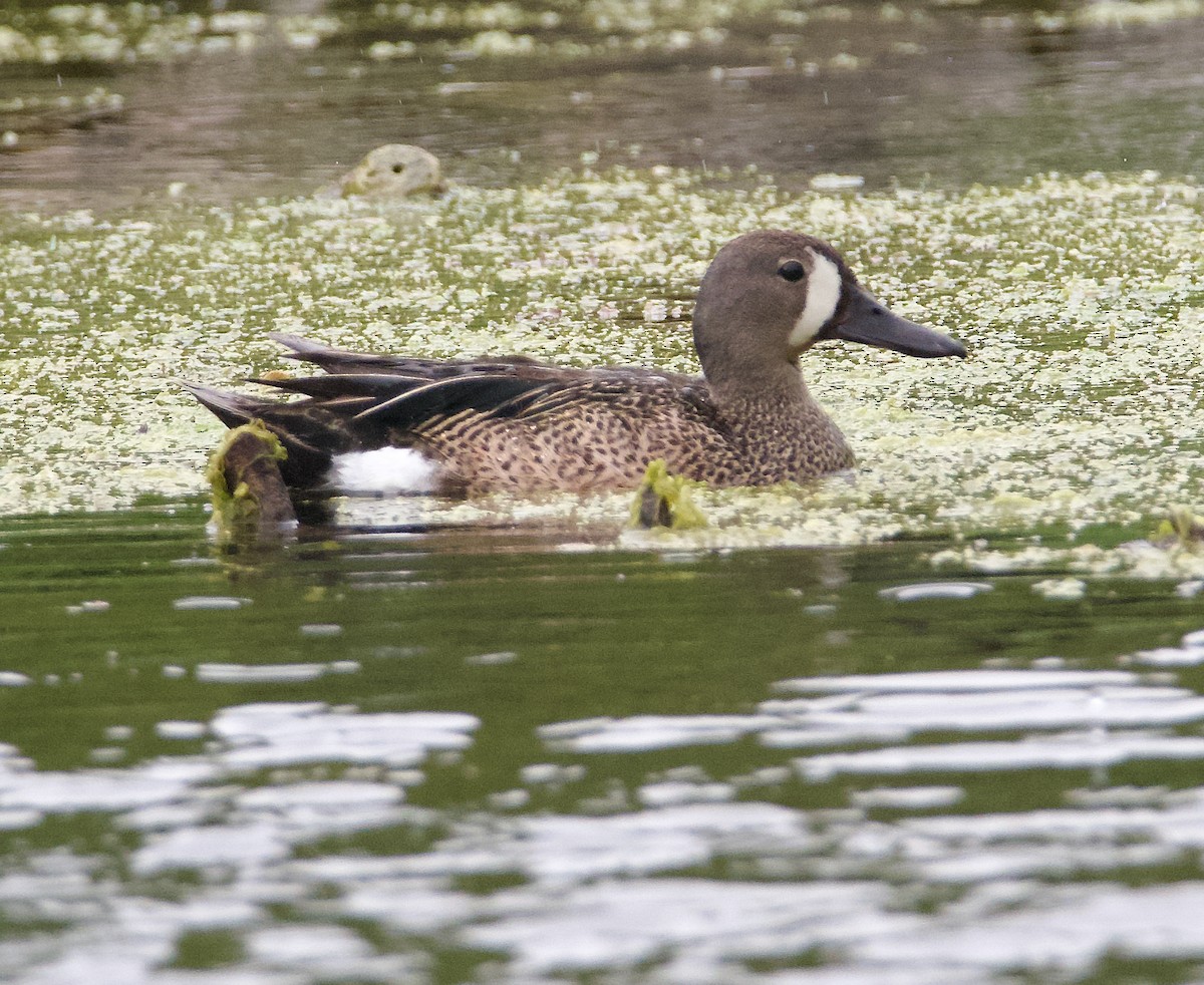 Blue-winged Teal - ML621117772