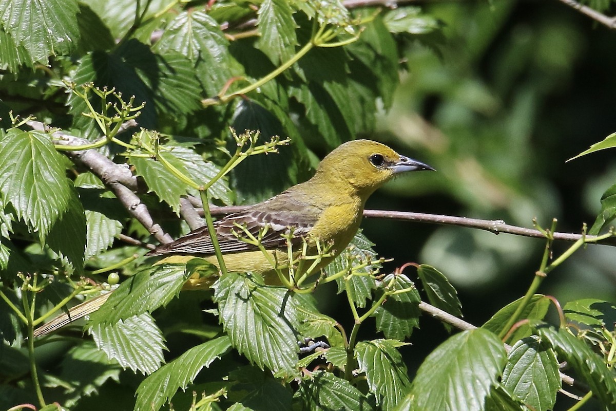 Orchard Oriole - ML621117798