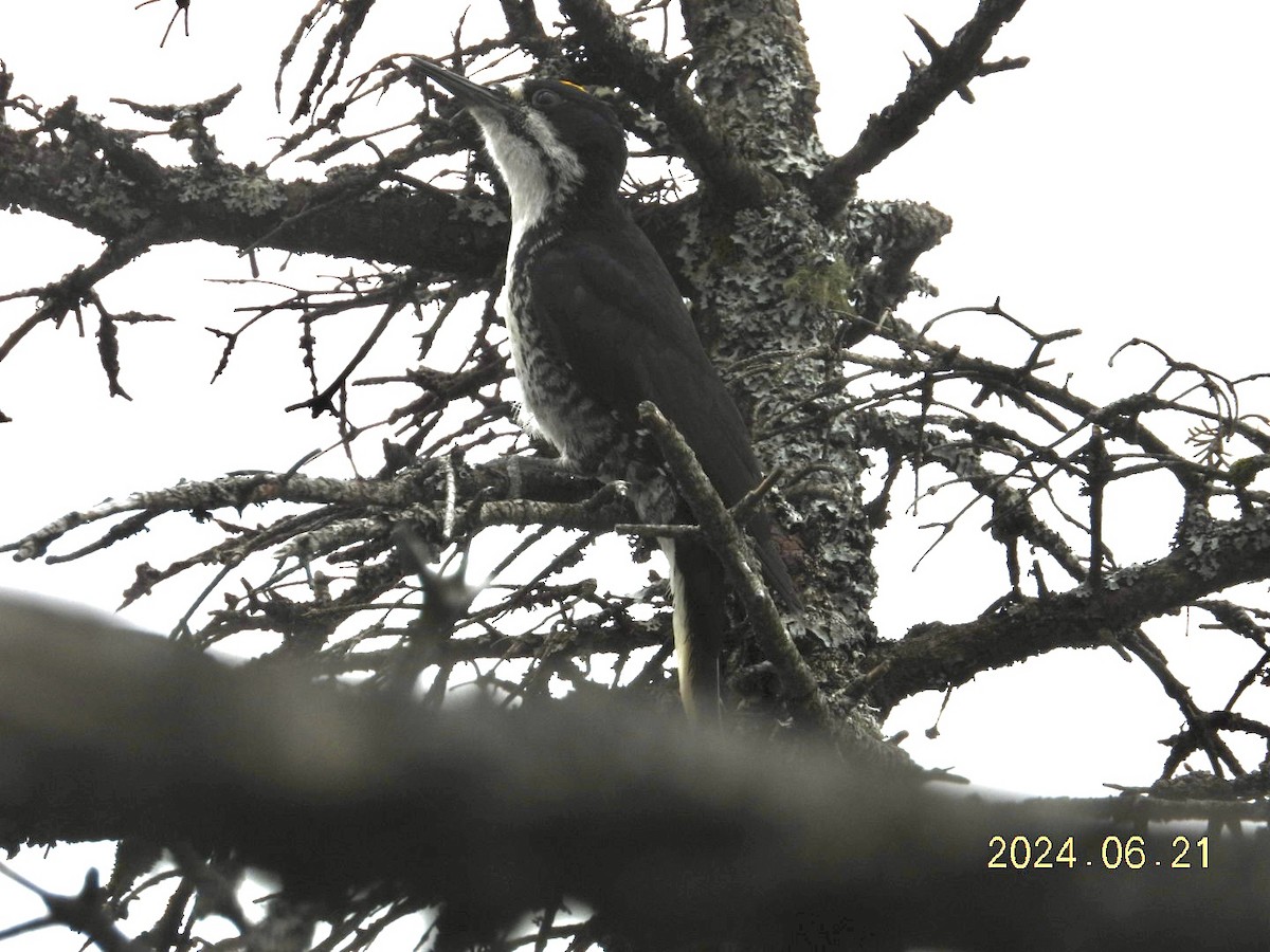 Black-backed Woodpecker - ML621117802