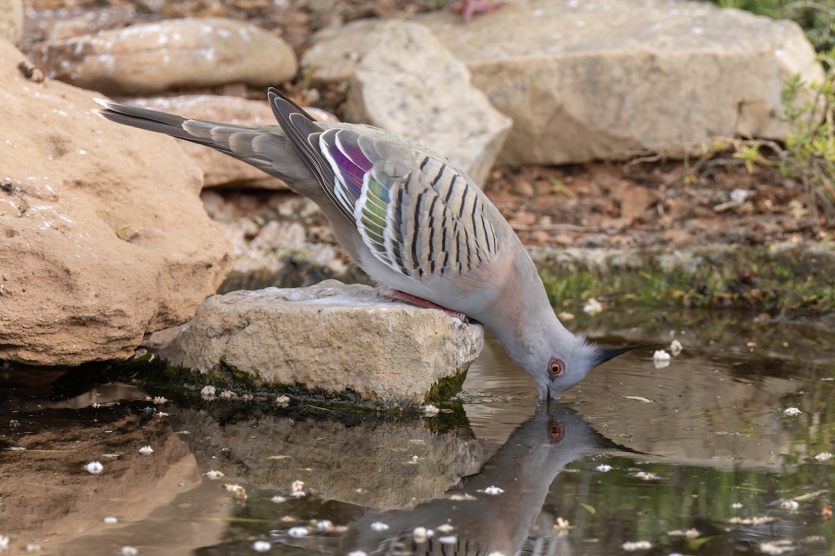 Crested Pigeon - ML621117817