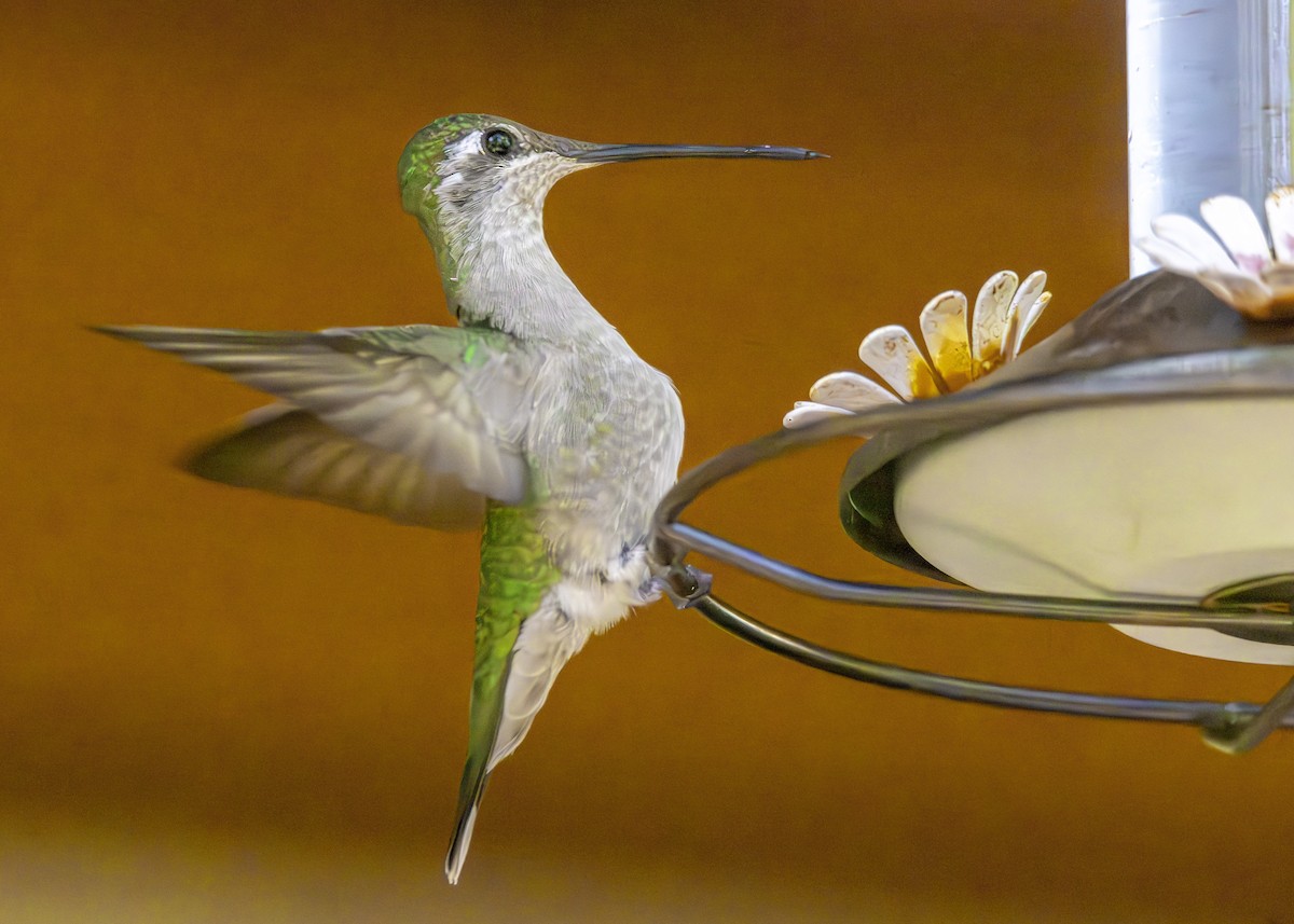 Rivoli's Hummingbird - Matthew Pendleton
