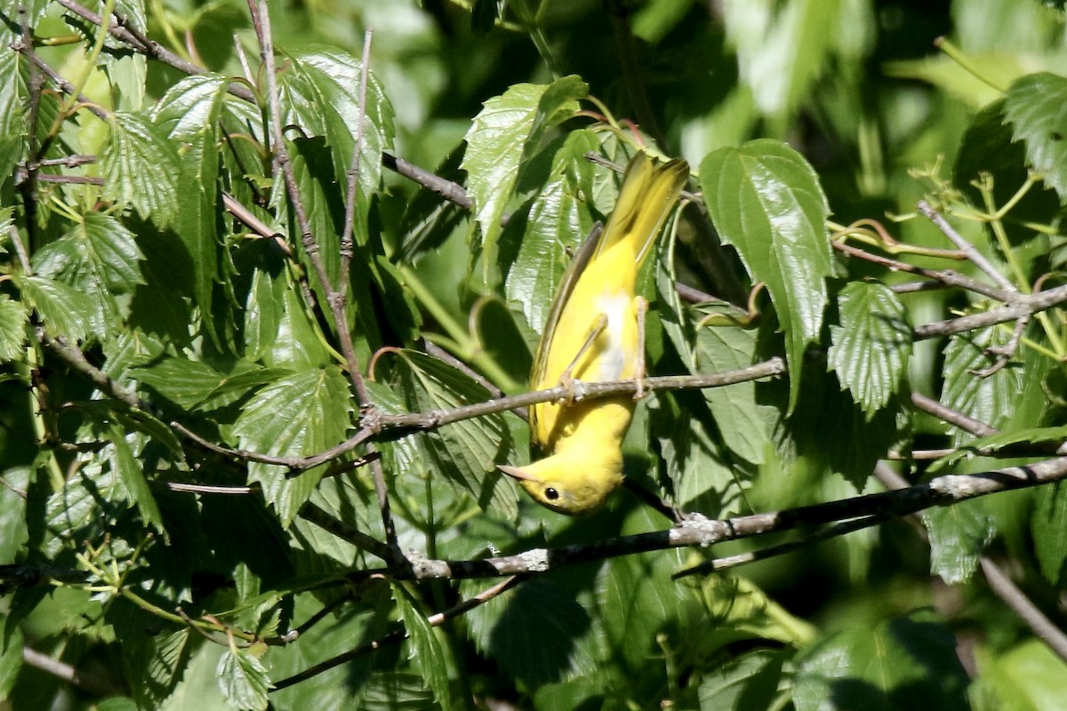 Yellow Warbler (Northern) - ML621117828