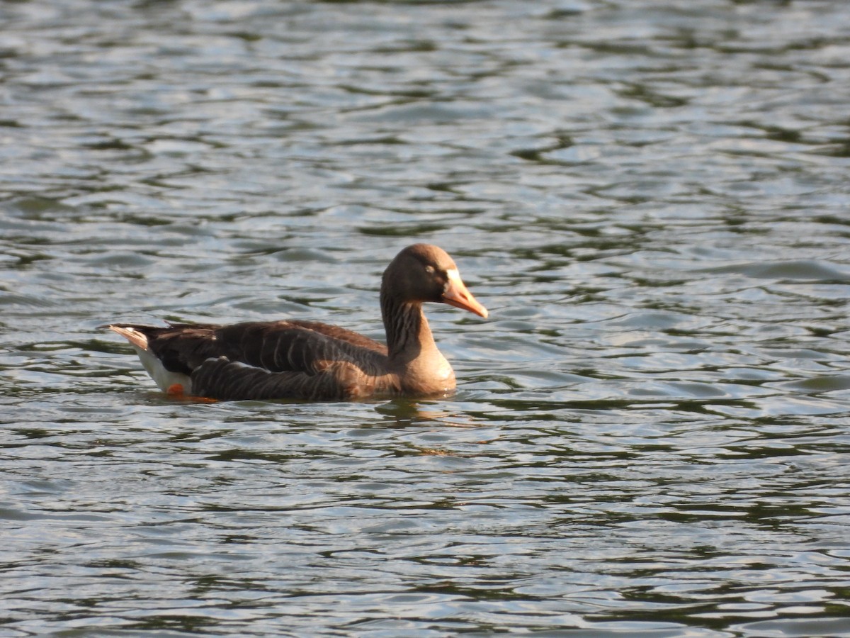 Greater White-fronted Goose - ML621117831