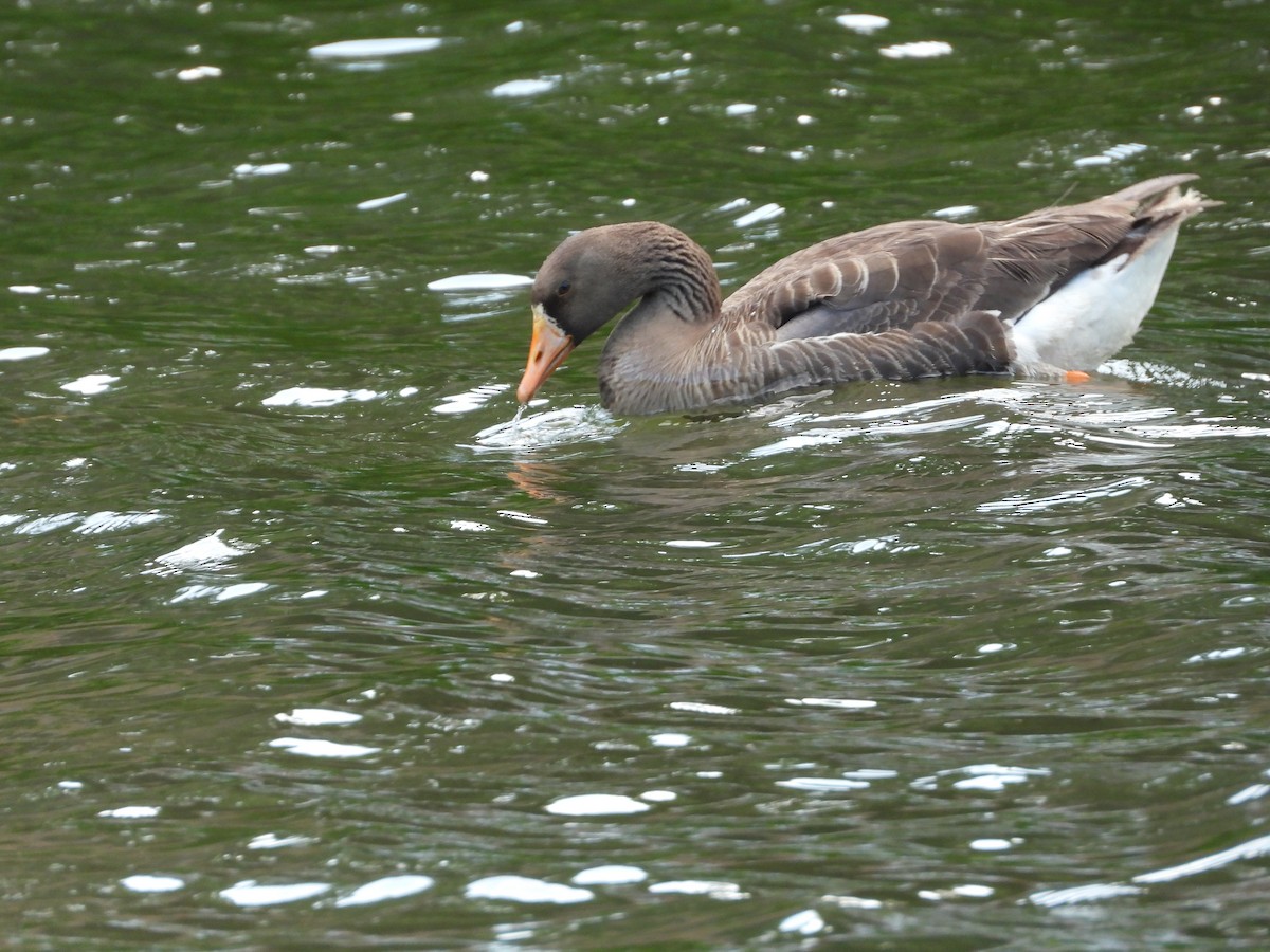 Greater White-fronted Goose - ML621117833