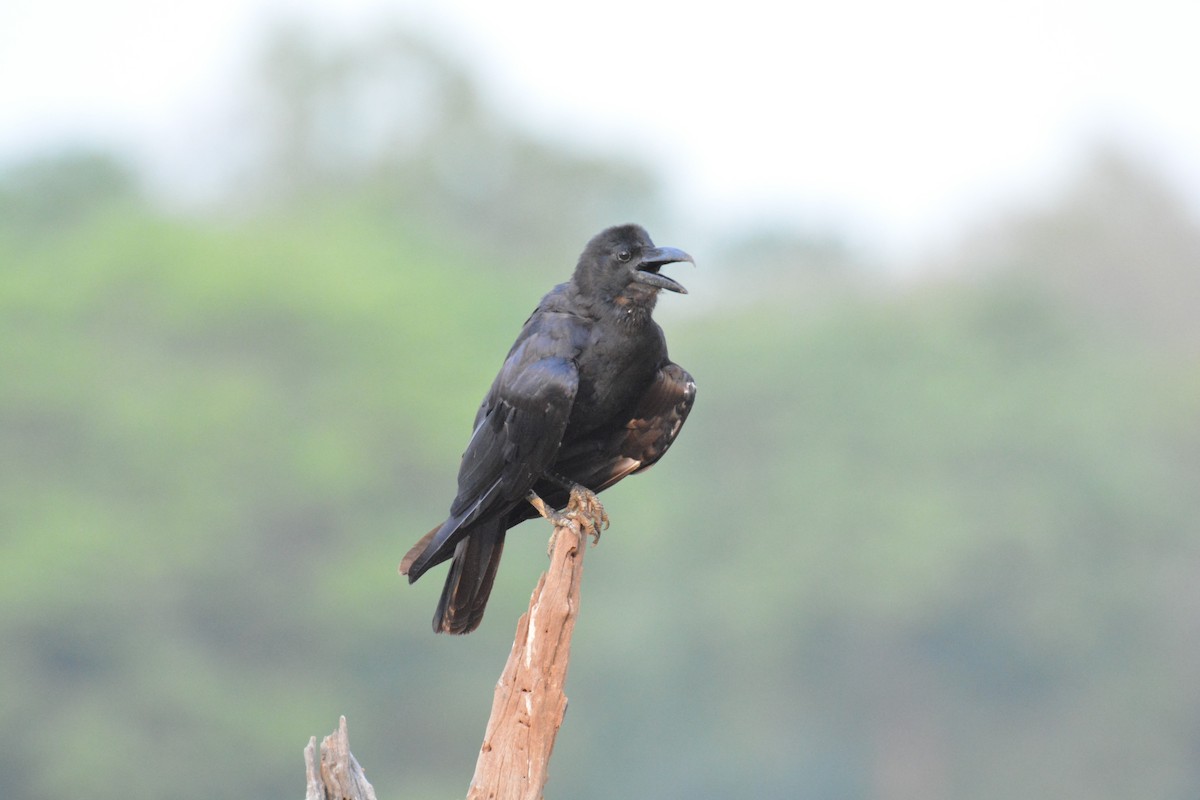 Large-billed Crow - ML621117841