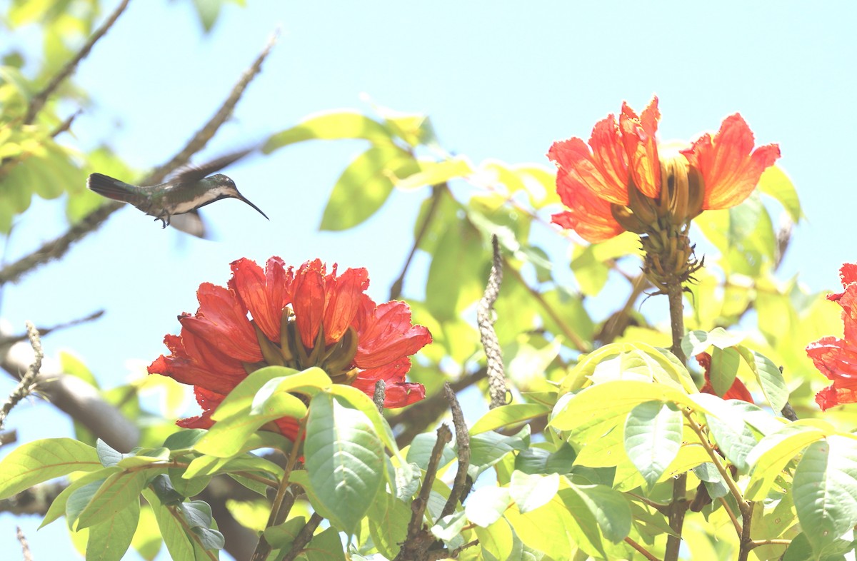kolibřík tropický - ML621117850