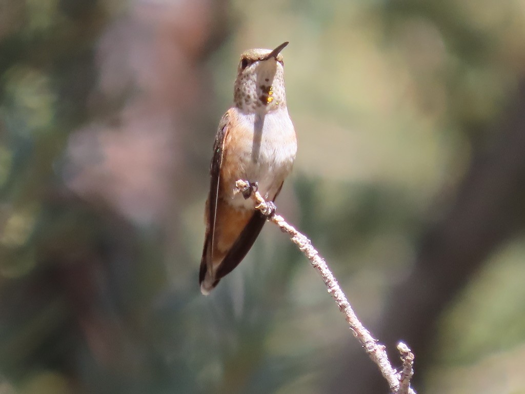 Rufous Hummingbird - ML621117855