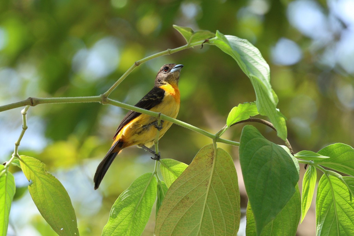 Flame-rumped Tanager - ML621117858