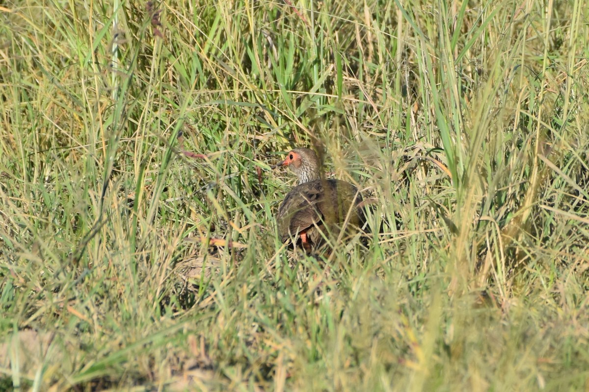 Red-necked Spurfowl - ML621117859