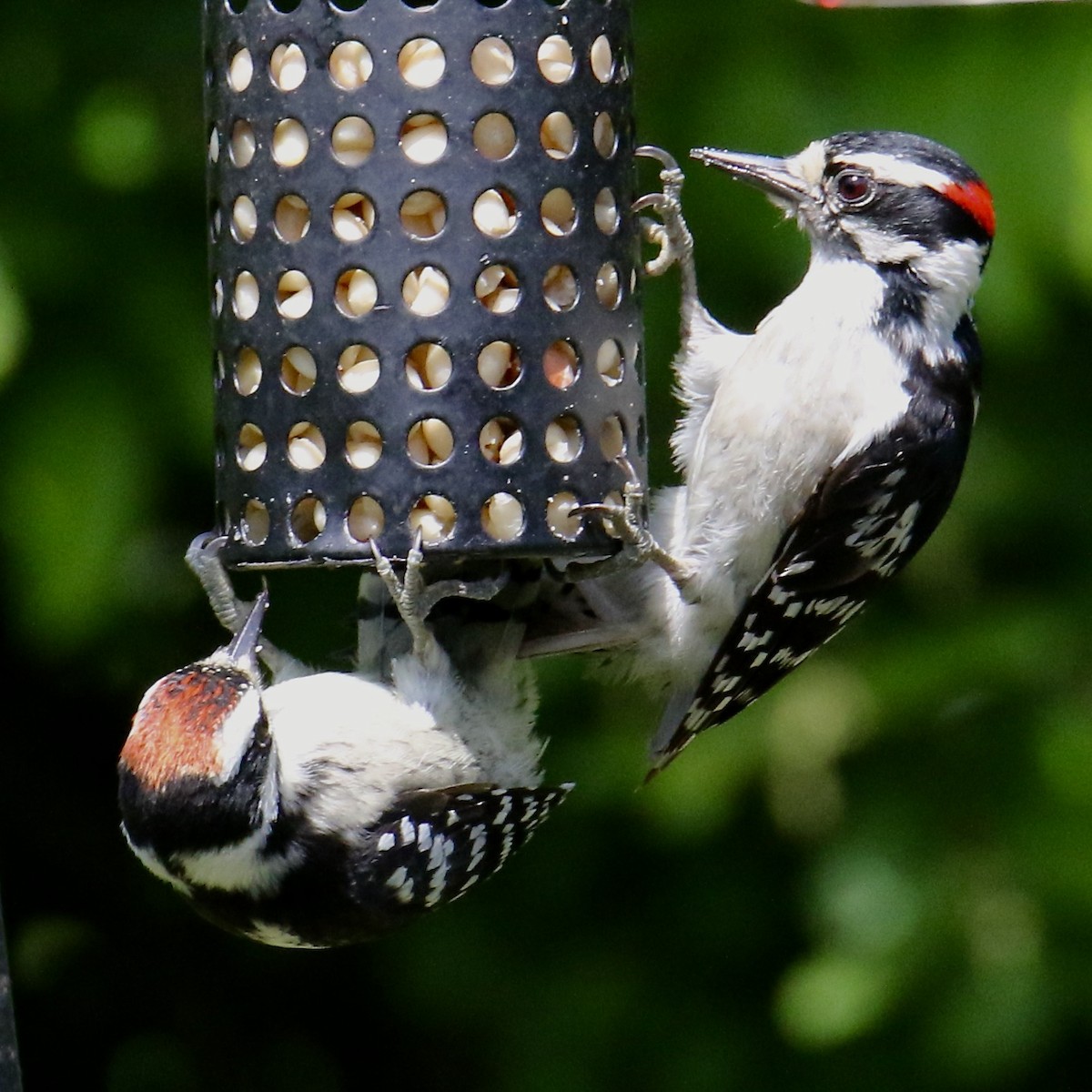 Downy Woodpecker (Eastern) - ML621117865