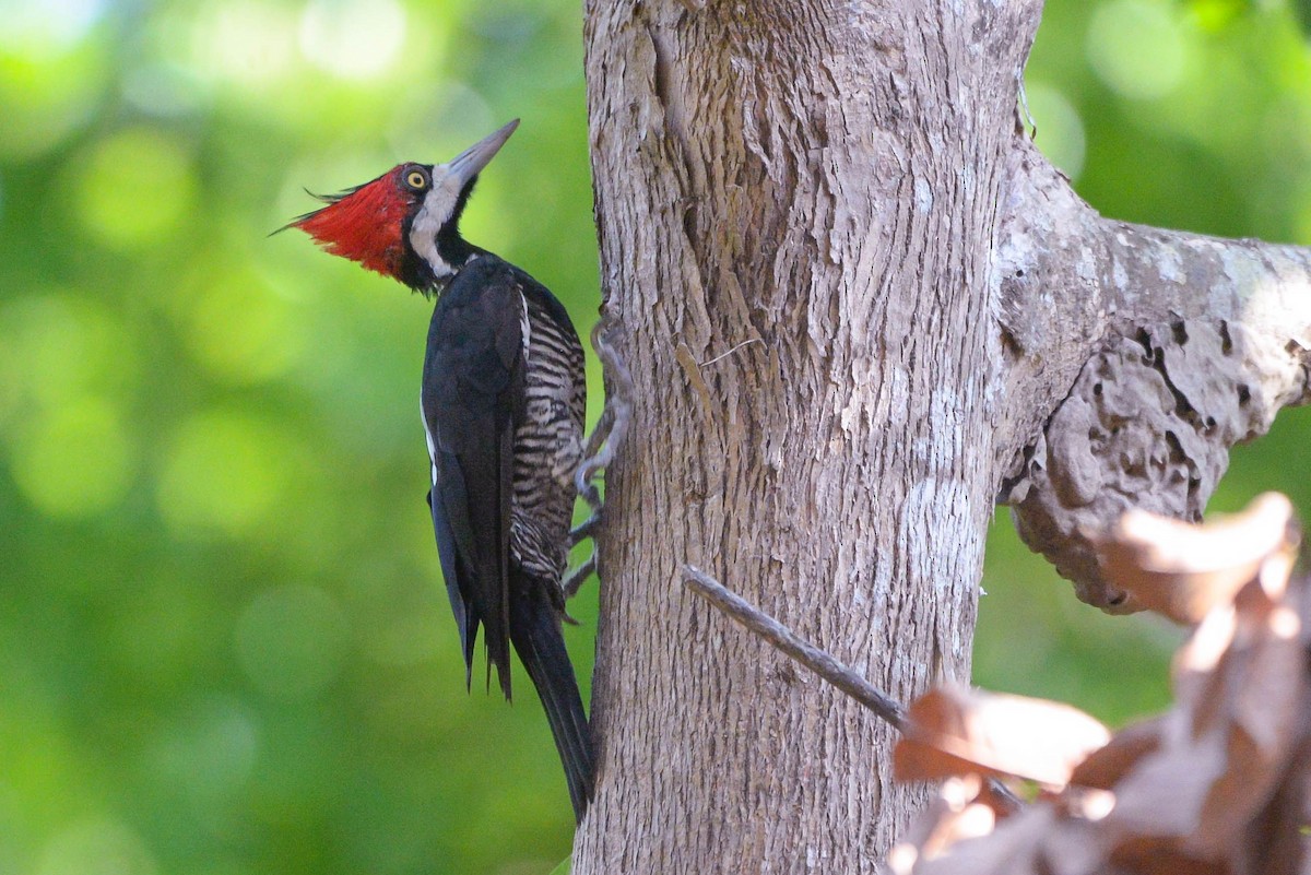 Crimson-crested Woodpecker - ML621117876