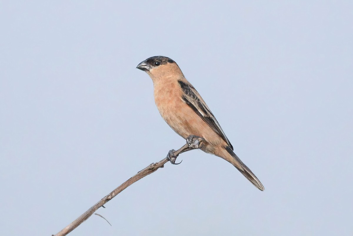 Copper Seedeater - ML621117880
