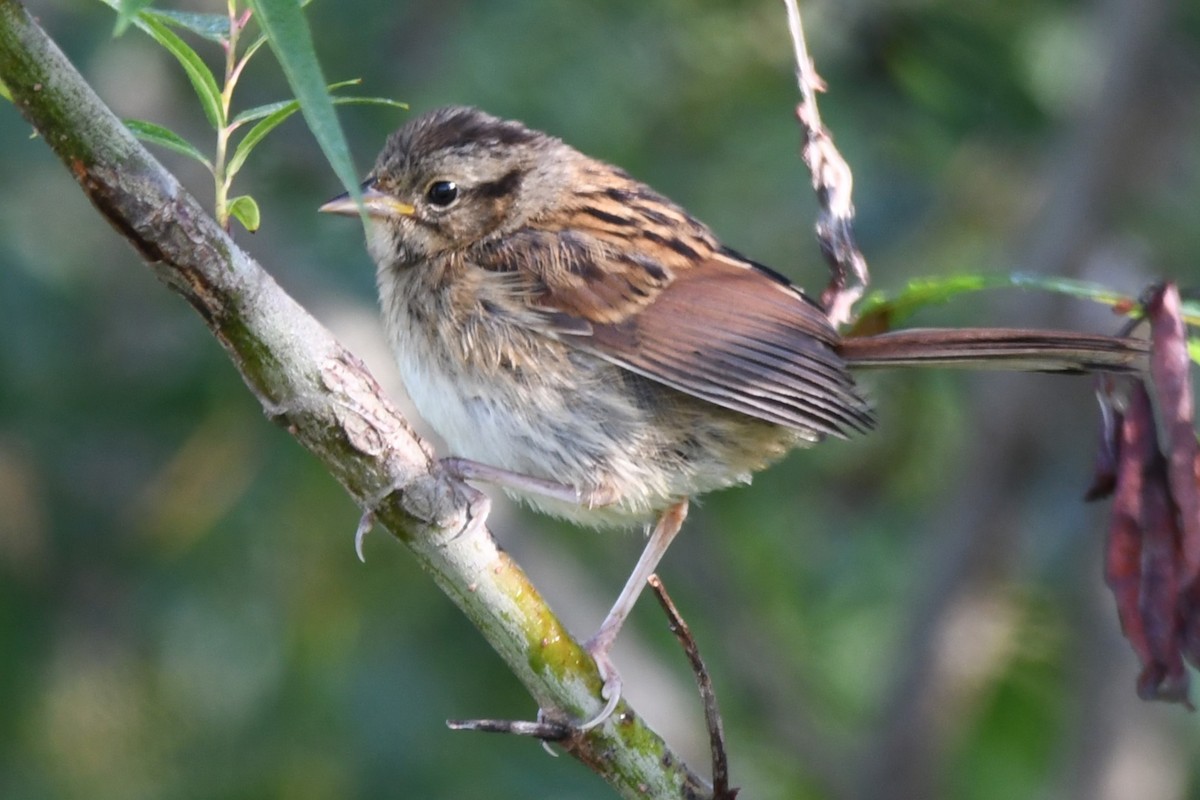 Swamp Sparrow - ML621117885