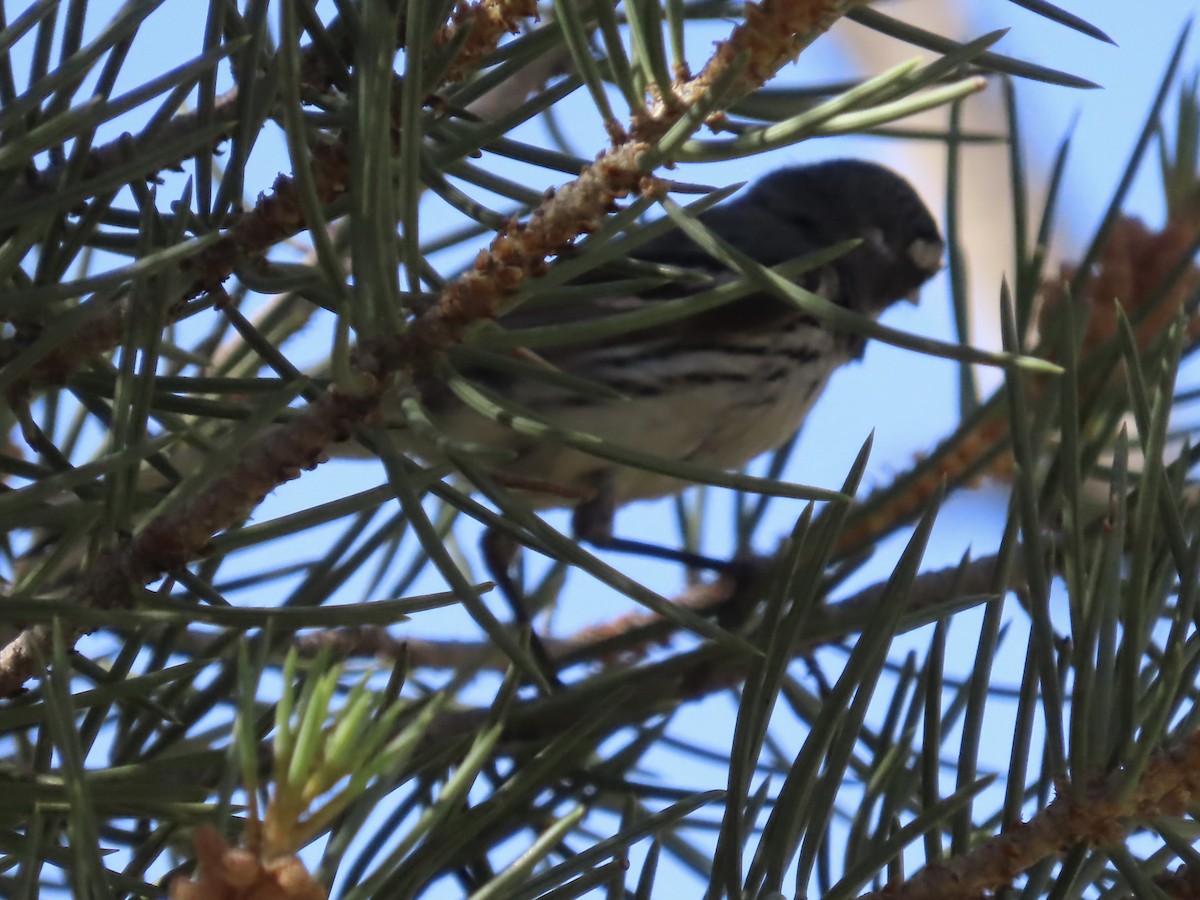 Black-throated Gray Warbler - ML621117893