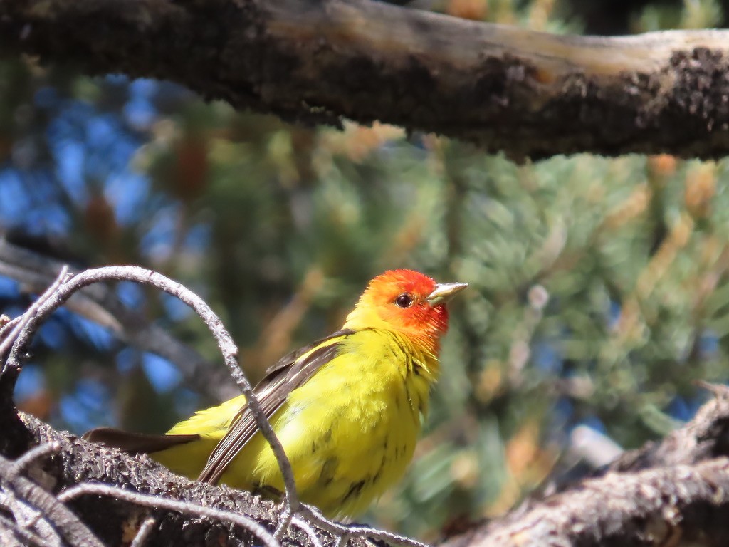 Western Tanager - ML621117900