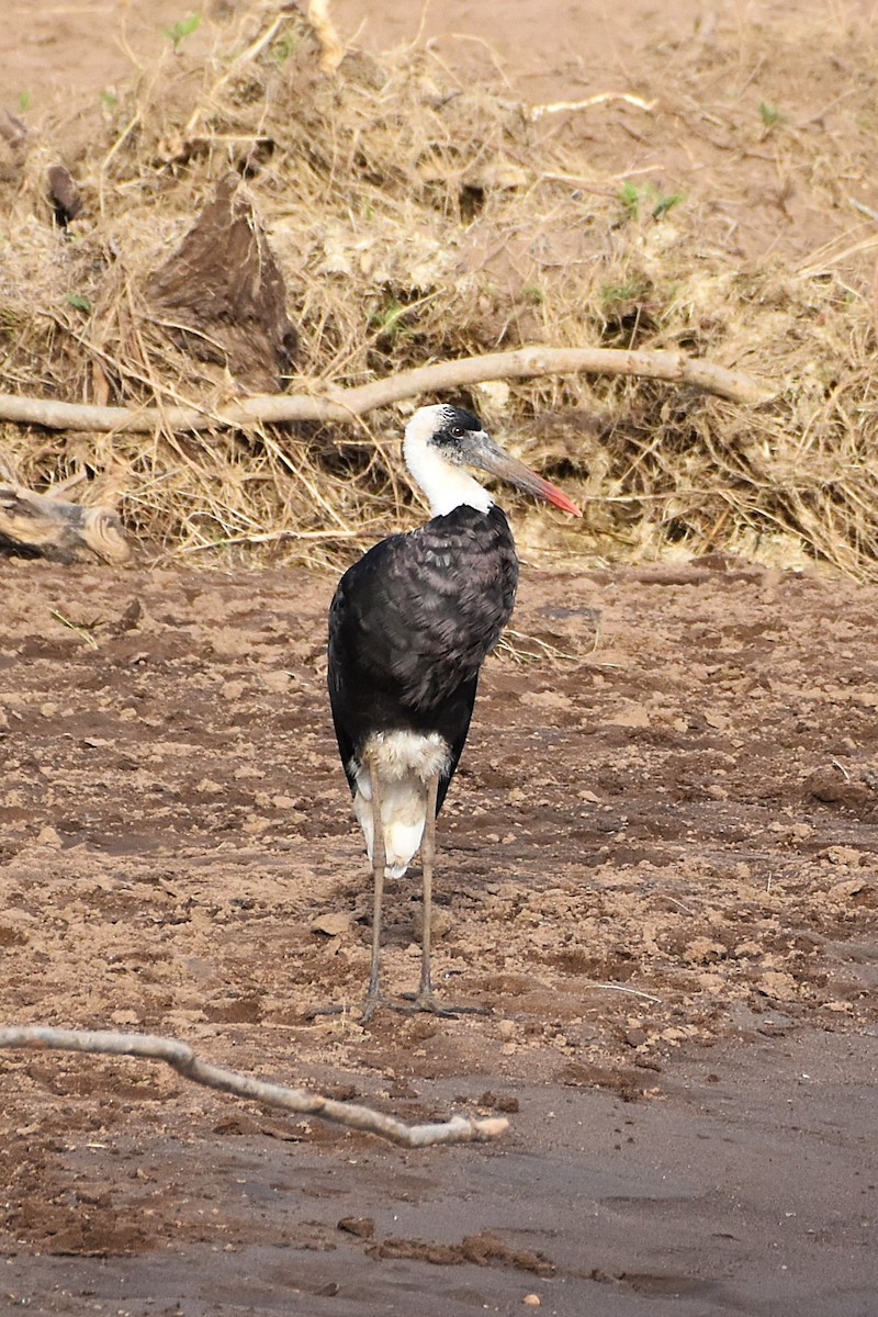 African Woolly-necked Stork - ML621117901