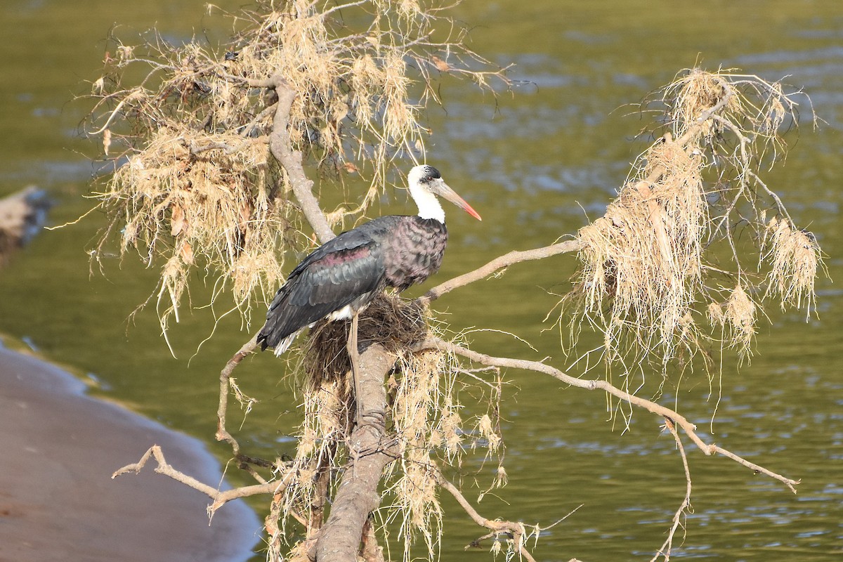 African Woolly-necked Stork - ML621117902