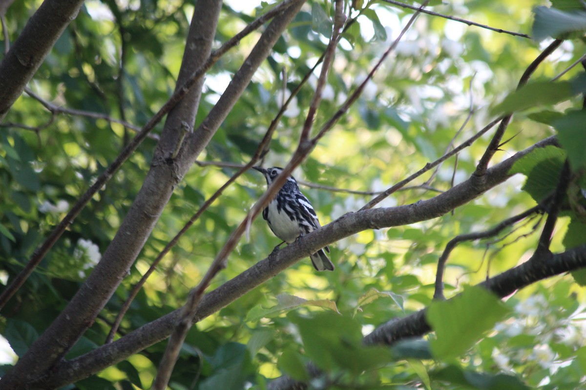 Black-and-white Warbler - ML621117903