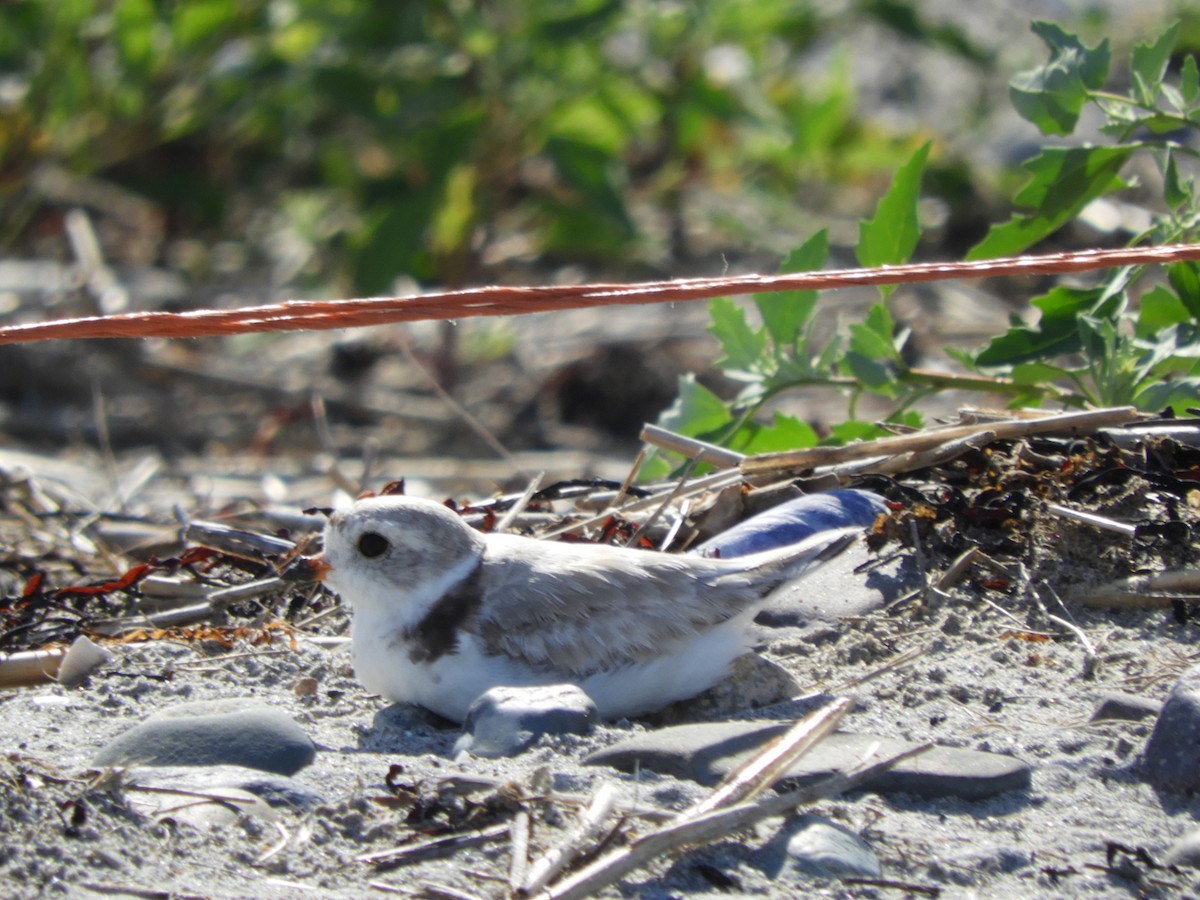 Piping Plover - ML621117953