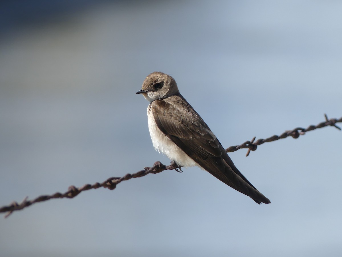 Northern Rough-winged Swallow - ML621118042