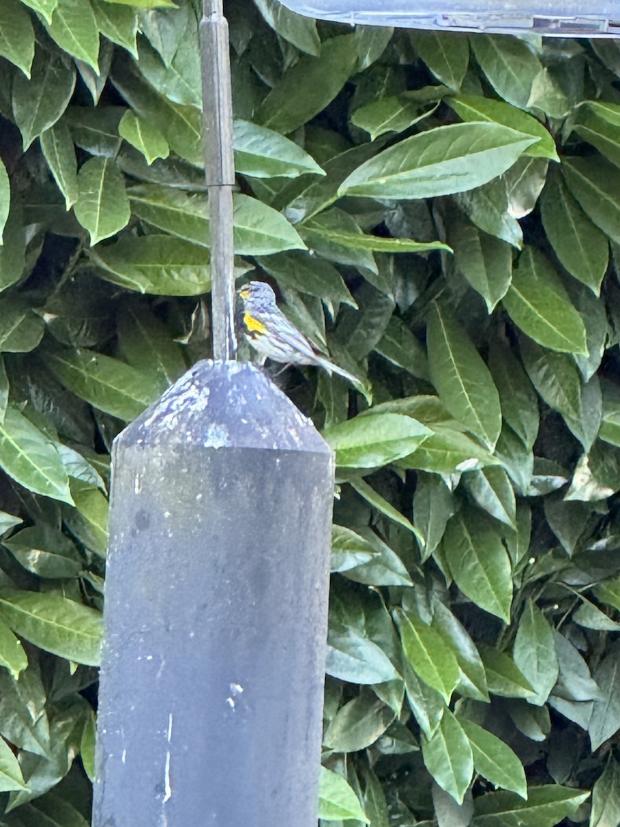 Yellow-rumped Warbler (Audubon's) - ML621118058