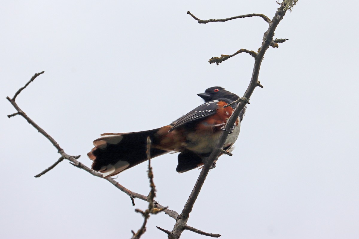 Spotted Towhee - ML621118061