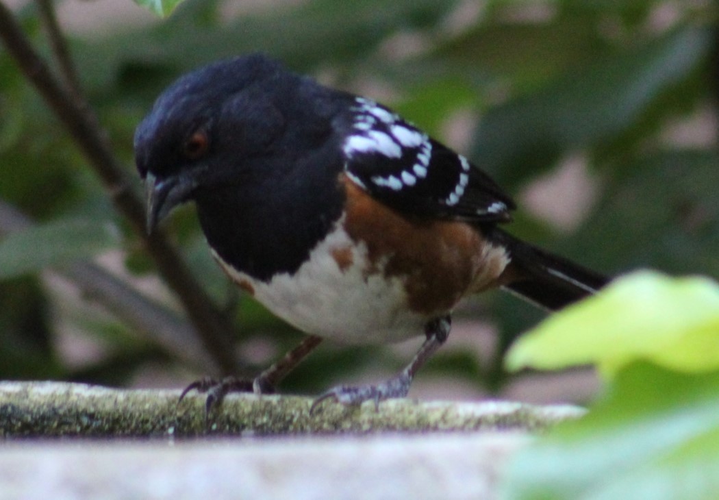Spotted Towhee - ML621118064