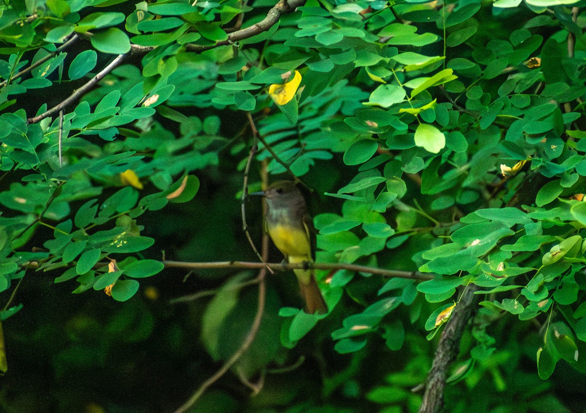Great Crested Flycatcher - ML621118067