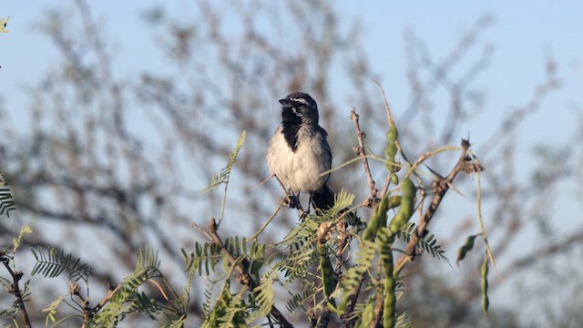 Black-throated Sparrow - ML621118099