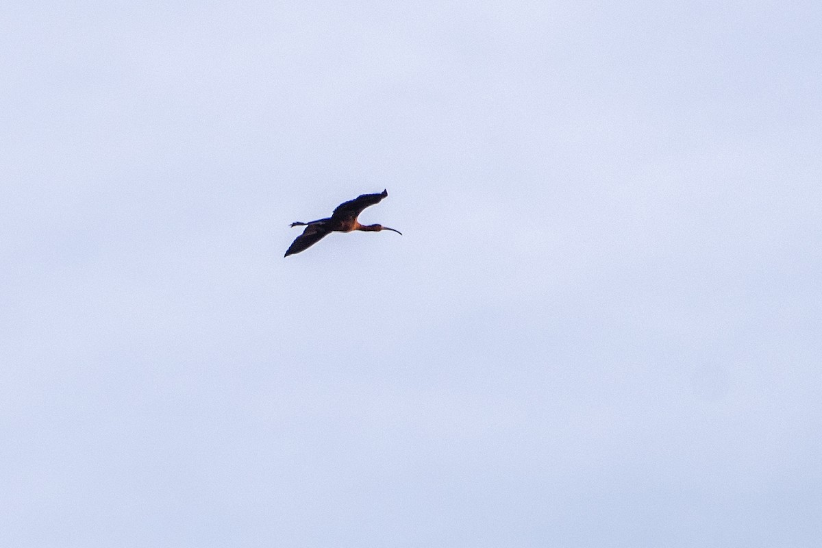 ibis hnědý - ML621118117