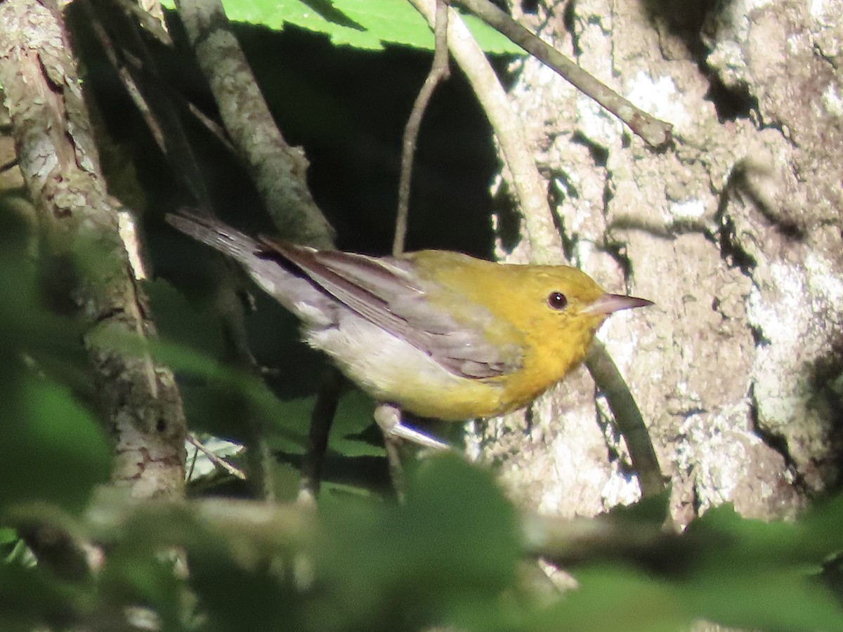 Prothonotary Warbler - ML621118135