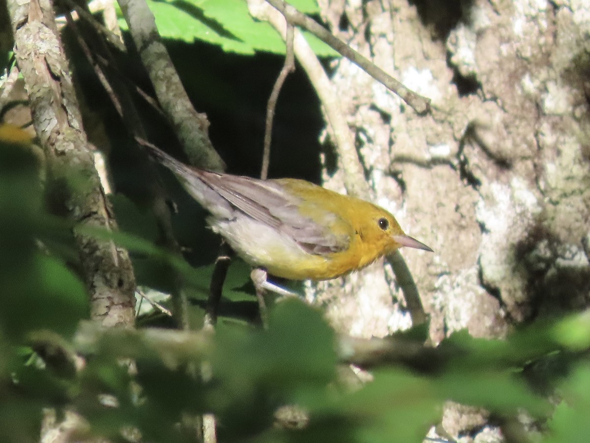 Prothonotary Warbler - ML621118136