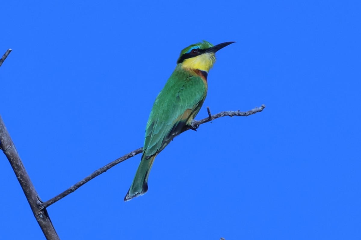 Little Bee-eater - ML621118159