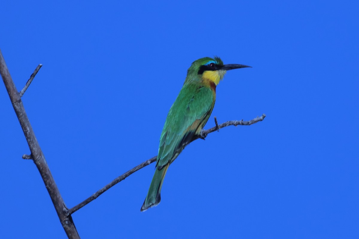 Little Bee-eater - Gonzalo Galan