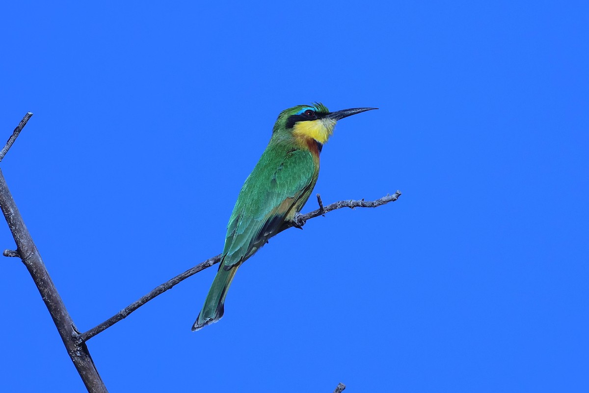 Little Bee-eater - ML621118162
