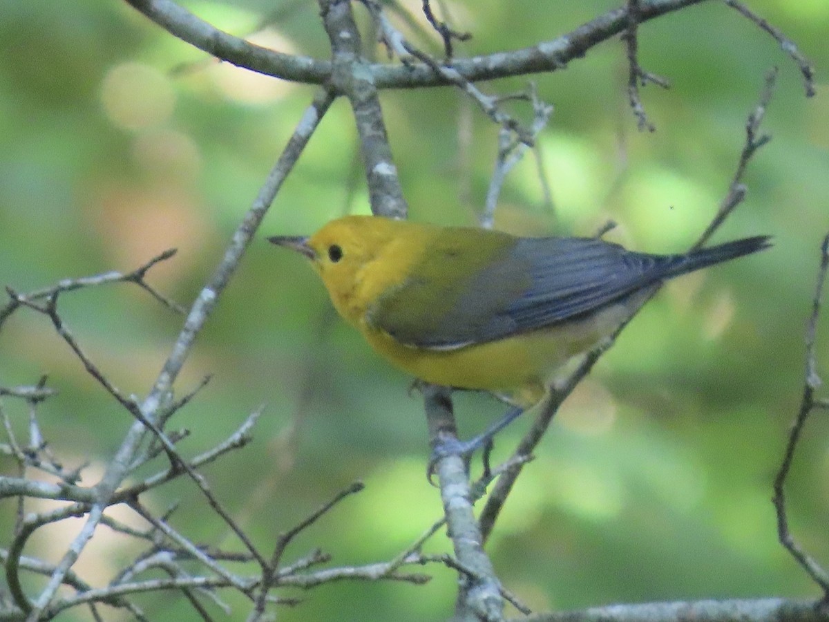 Prothonotary Warbler - ML621118167