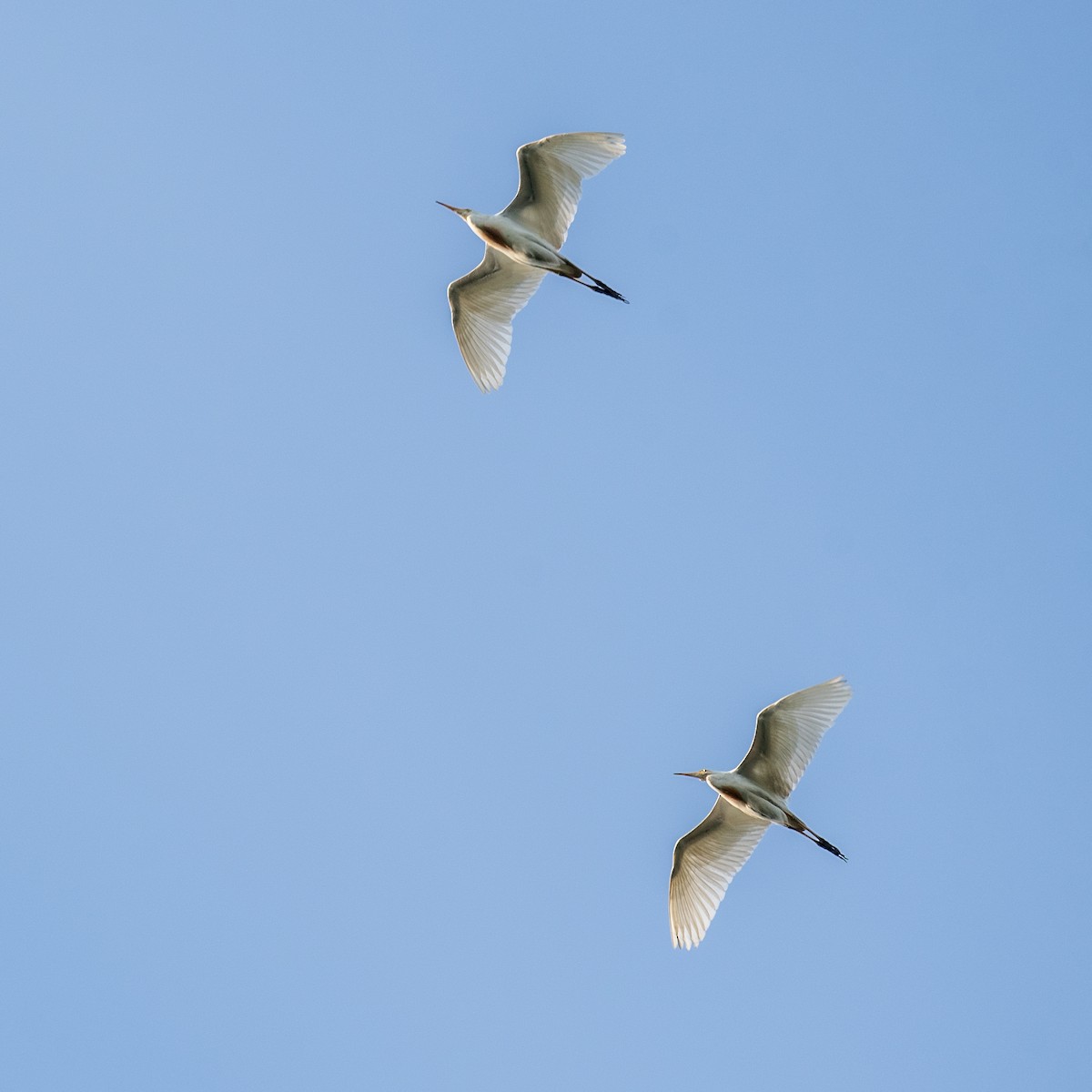 Египетская цапля (ibis) - ML621118171