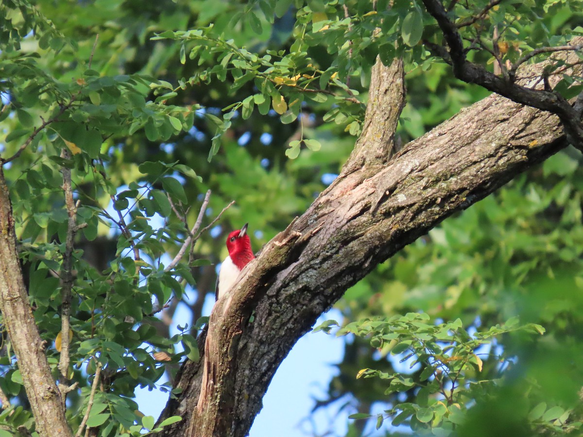 Red-headed Woodpecker - ML621118176