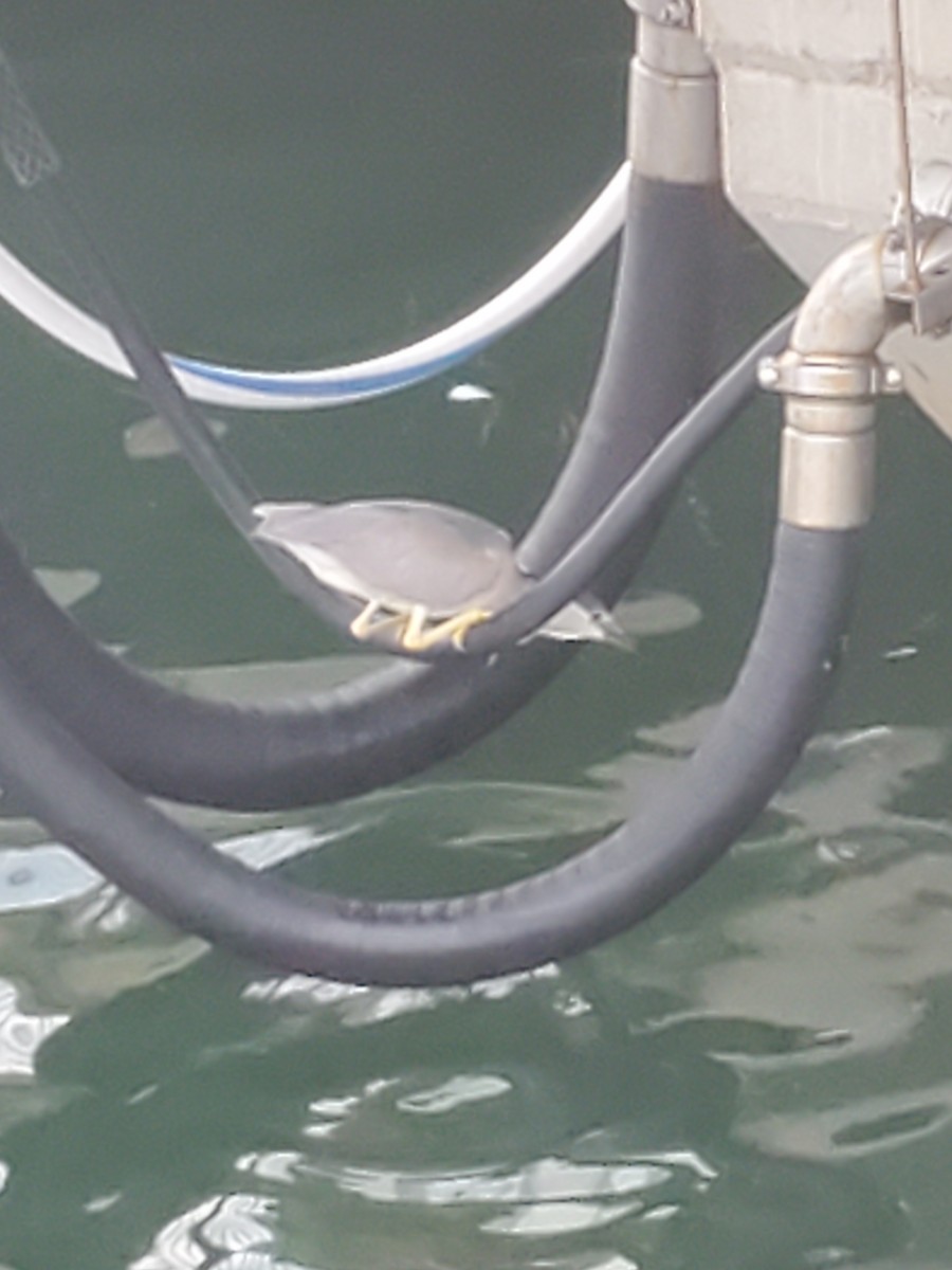 Black-crowned Night Heron - Eric Seaman