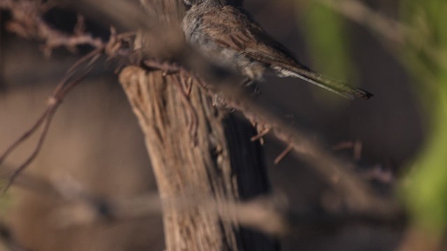 Black-throated Sparrow - ML621118188