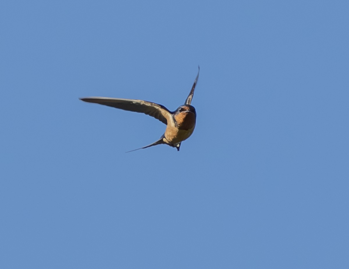 Barn Swallow - ML621118281