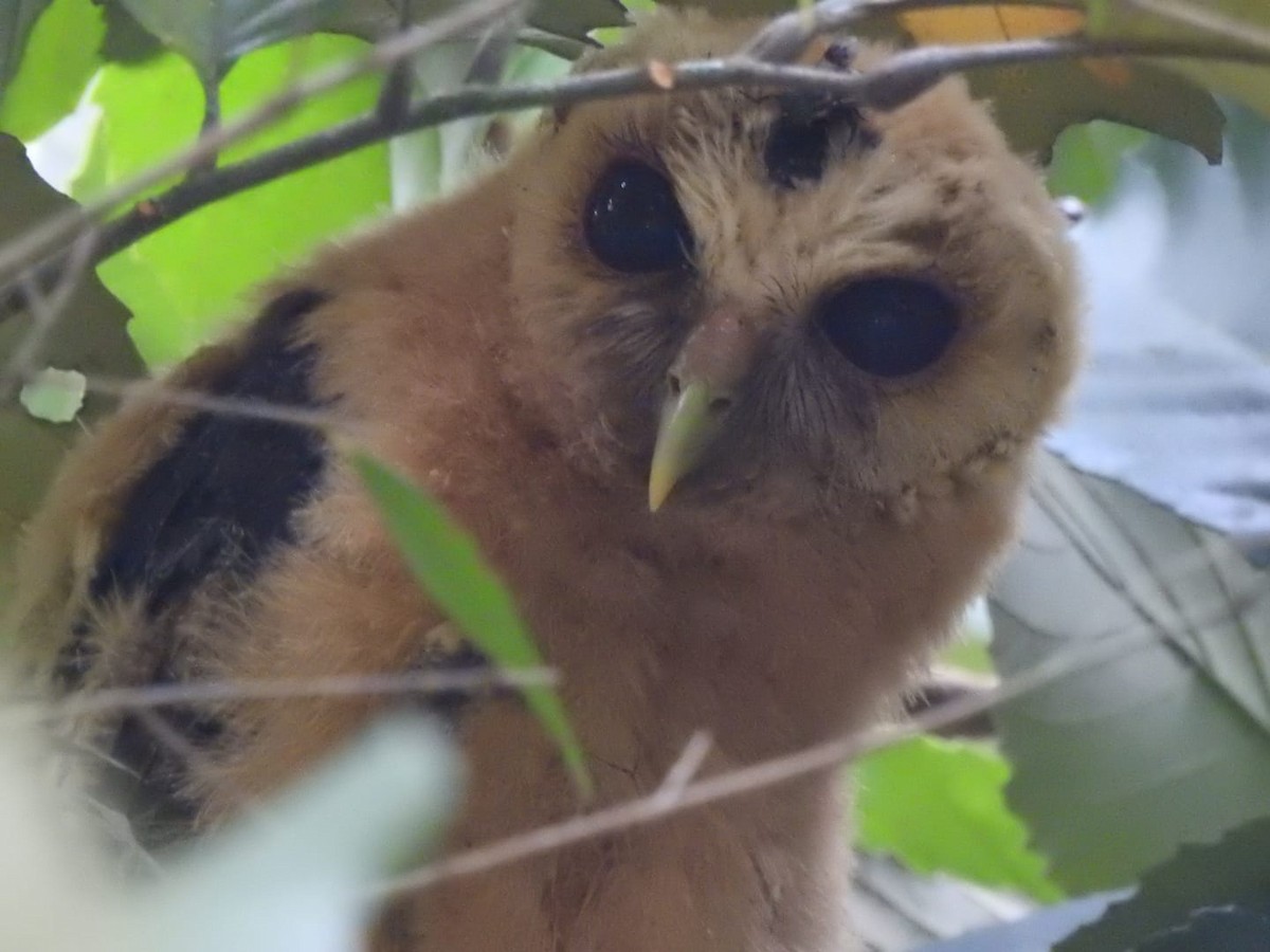 Spectacled Owl - ML621118318