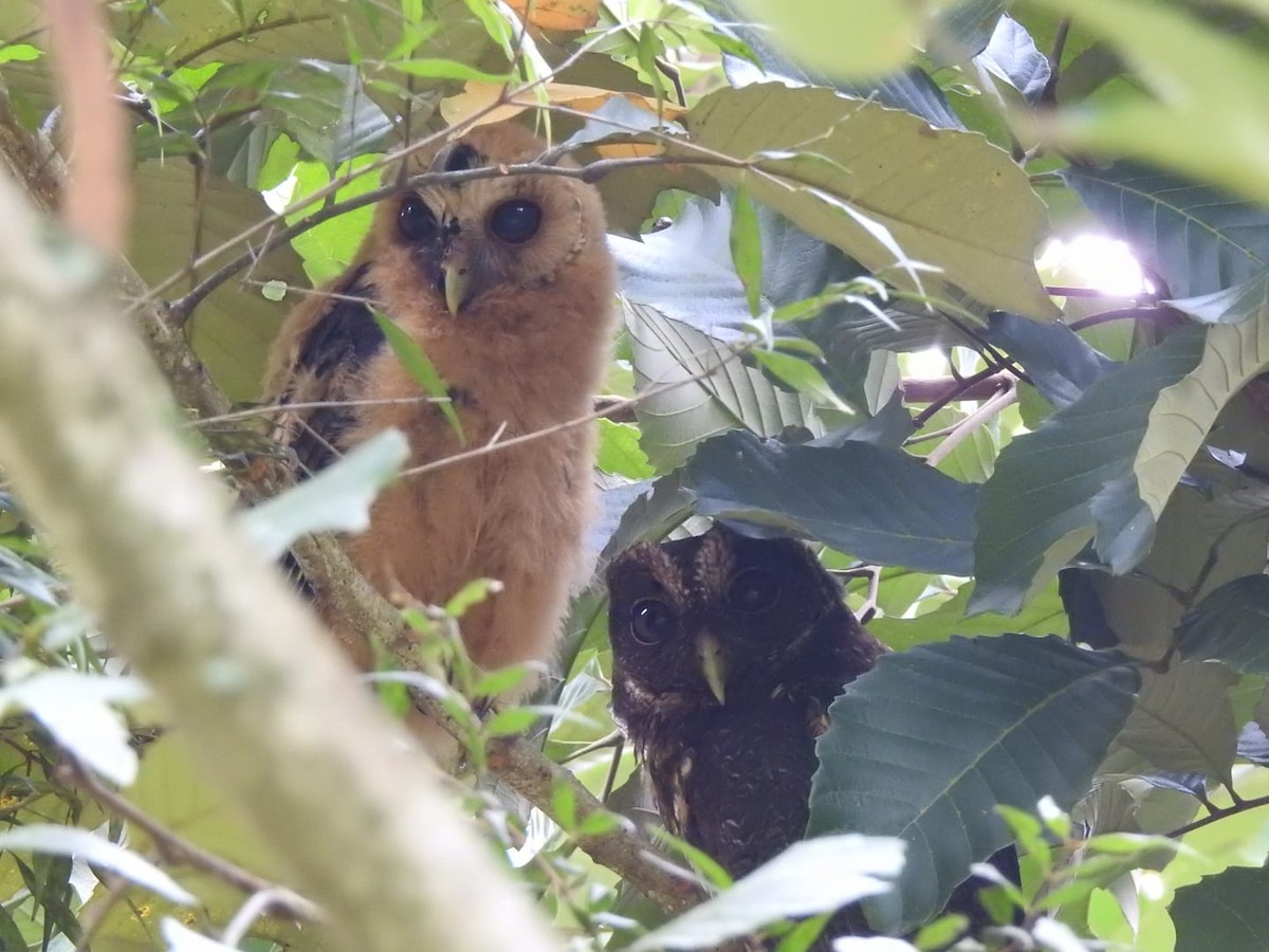 Spectacled Owl - ML621118320