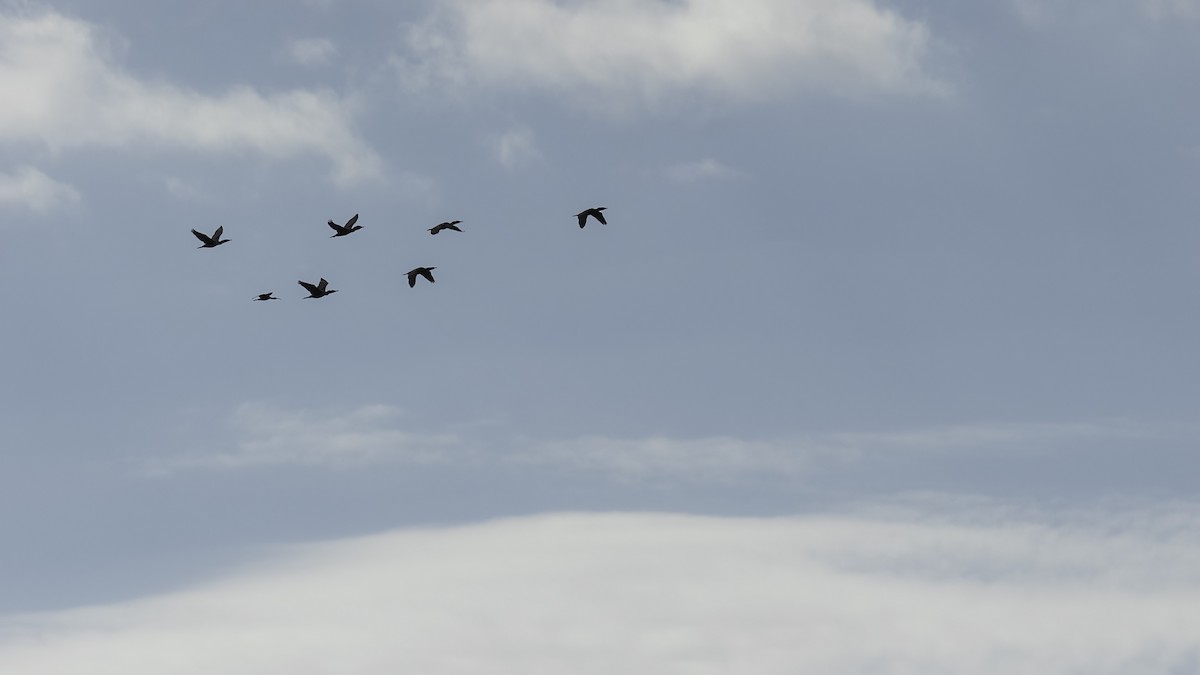 ibis hnědý - ML621118448
