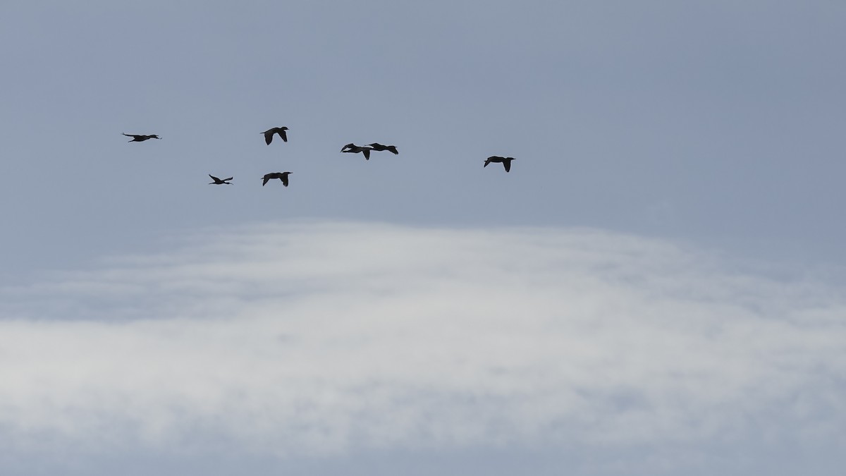 ibis hnědý - ML621118449