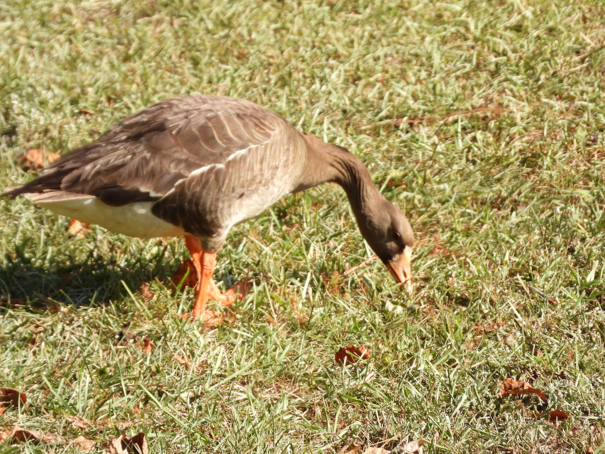 Greater White-fronted Goose - ML621118451
