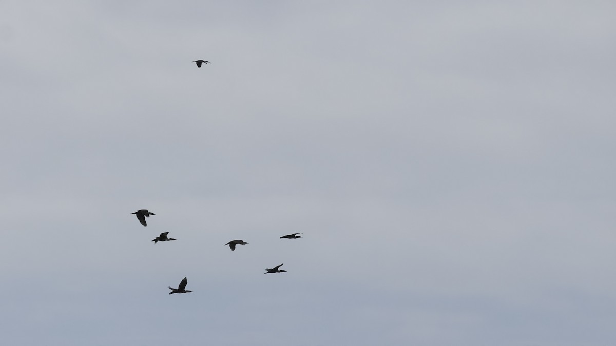 ibis hnědý - ML621118455